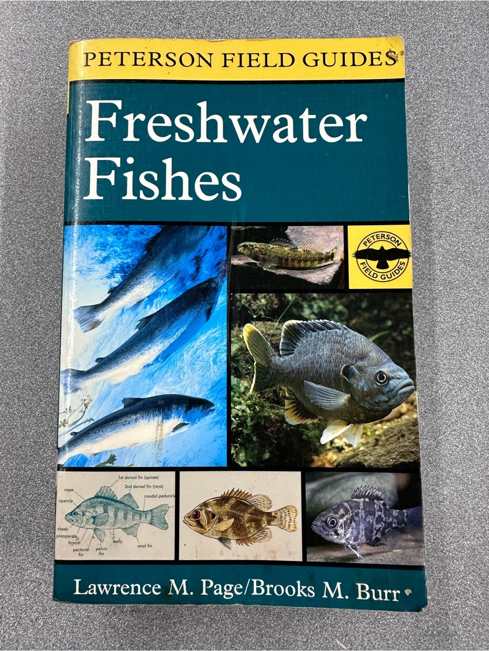 Freshwater Fishes Informational Book